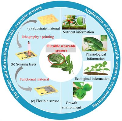 Flexible wearable sensors for crop monitoring: a review